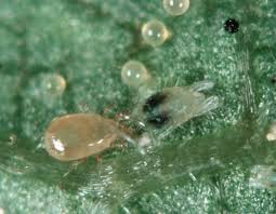 Image result for spotted spider mite