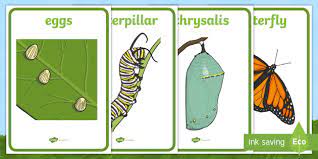 Stages Of Butterfly Cycle Posters Primary Resources