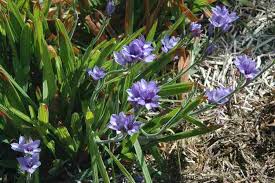 Image result for Babiana