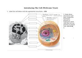 Check spelling or type a new query. Reading Comprehension Of Cells A Level Ib Teaching Resources