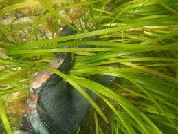 Image result for Zostera capensis