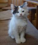 Japanese Bobtail Kittens and Cats - Available Now From ...
