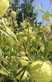 Pin On Gardens