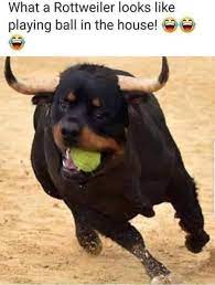 Adopt rottweiler dogs in ohio. Ohio Rottweiler Rescue Home Facebook