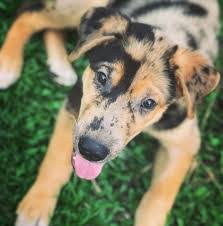 The good points and bad points to the personality of this mix will lead to further questions about the suitability of this dog as a family pet. The Great Dane Husky Mix Dog Breed Flaming Truth