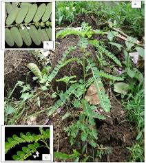 Image result for Phyllanthus odontadenius
