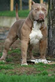 Protector Pitbull Perros Fuertes