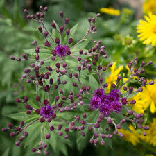 Image result for Vernonia chloropappa