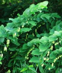 Solomon's seal ( polygonatum) is a hardy perennial native to asia, europe and north america. Solomon S Seal Grow Native