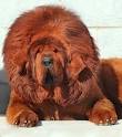20 Most Expensive Dog Breeds in the World
