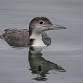 Birding Bodega Bay