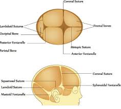 Point anatomique situé au sommet de l'os occipital, à la ,,rencontre de la suture sagittale et de la suture. Parietal Bone The Definitive Guide Biology Dictionary