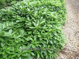 Native Frangipani Hymenosporum Flavum Gold Nugget A Dwarf Shrub With Large Glossy Leaves A Large Garden Pots Plants For Shady Areas South Facing Garden