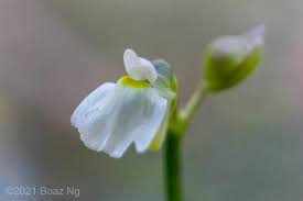 Image result for Utricularia formula