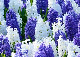 Once established, they require little maintenance; Kansas Mix Hyacinth Bulbs Fall Bulbs Hardy Perennials Spring Flowering Bulbs