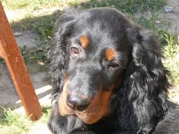 Image result for skotský setr gordonsetr