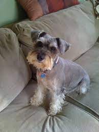 Maybe you would like to learn more about one of these? How To Groom A Schnauzer Puppy Cut Arxiusarquitectura