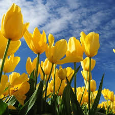 Check spelling or type a new query. Flowers Discover The Most Beautiful Flower Spots In The Netherlands Holland Com