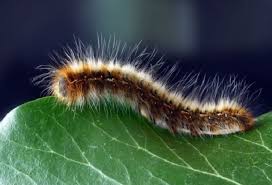 Perkataan yang menyejukkan hati informasi membantu yang memerlukan. Kemunculan Ulat Bulu Di Bandung Timur Adalah Fenomena Biasa Prfm News