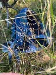 Image result for Sporobolus ioclados