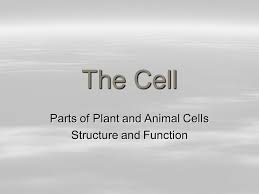 Maybe you would like to learn more about one of these? Parts Of Plant And Animal Cells Structure And Function Ppt Video Online Download