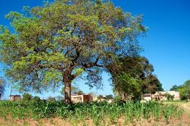 Image result for Sclerocarya birrea