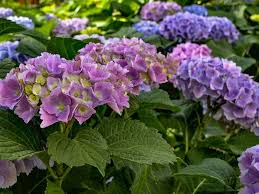Große auswahl an hortensien zu günstigen preisen. Hydrangea Flowers Different Types How To Grow And Care Florgeous
