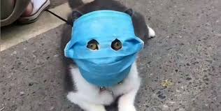 Funny gif on the topic of modern bloggers. Cats Are Wearing Coronavirus Masks In China