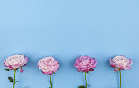 We did not find results for: Wallpaper Flowers Roses Pink Pink Flowers Beautiful Blue Background Roses Images For Desktop Section Cvety Download