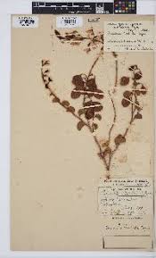 Image result for Adenolobus pechuelii