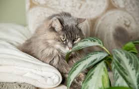Store bought mushrooms can be fine for cats to eat in small amounts, but overall, it's best to avoid these fungi when it comes to your cat's diet. Help My Cat Is Eating My Plants