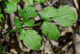 Image result for Coriandrum