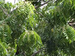 Bila sebut saja demam campak mesti akan terfikir dengan daun semambu @ daun mambu. Ekstrak Semambu Neem Oil Bertindak Sebagai Anti Kulat Dan Penghindar Serangga Blog Cilibangi