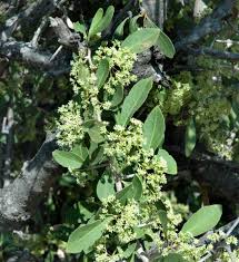 Image result for Gymnosporia senegalensis