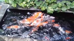 Contoh Cara Membuat Kolam Ikan Koi Lahan Sempit Rumah Minimalis Youtube
