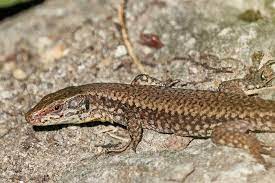 What do backyard lizards eat? How To Get Rid Of Lizards In The House Yard A Complete Guide 2021