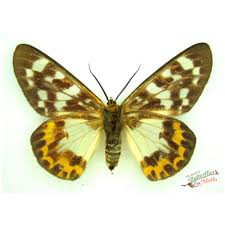 Image result for Dysphania