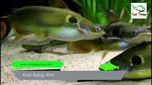 Kedi Baligi Altin 1 Adet 8 10 Cm