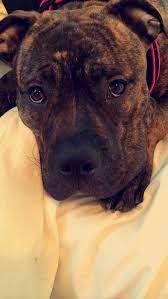 Nova My Brindle Pitbull X Mastiff Pitbull Puppies Pitbull Mastiff Dogs And Puppies
