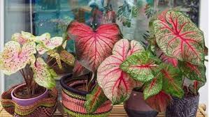 Maybe you would like to learn more about one of these? 7 Tanaman Hias Berharga Murah Yang Lagi Hits Ini Wajib Jadi Koleksi Gak Bikin Kantong Bolong