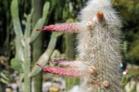 Image result for Cephalocereus