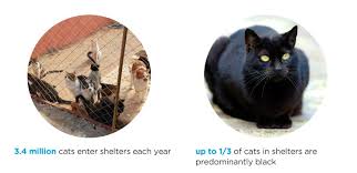 Available cats are updated on the web every weekday. Why We Love Black Cats
