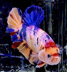 Live Betta Fish Male Import Amazing Giant Candy Nemo Hmpk Betta 590 Ebay In 2020 Betta Fish Betta Giant Candy