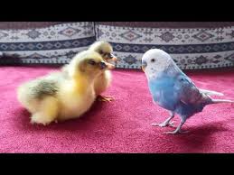 The World S Most Jealous Parakeet Youtube