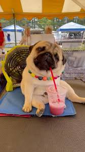 It was a year ago today we had to say goodbye to this beautiful, precious  soul. 💔😢 Marley Isabella was such a special blessing in our lives.  Everytime she looked at us