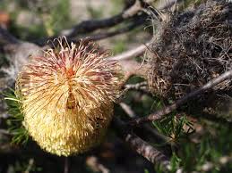 Dictionary collections quiz community contribute. Banksia Scabrella Wikipedia