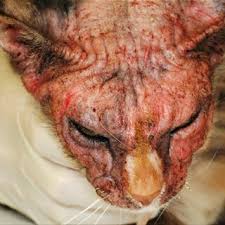 Image result for Feline Miliary Dermatitis