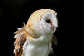 Ideal for future breeding projects. Eastern Barn Owl Tyto Javanica By Saleel Tambe The Owl Pages