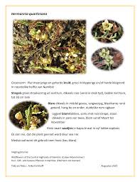 Image result for Hermannia quartiniana