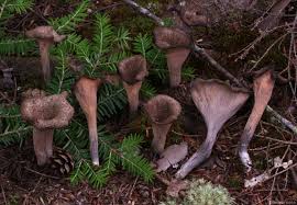 Image result for Craterellus fallax